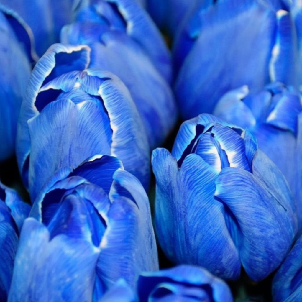 Lalele Blue Aimable – bulbi premium pentru un decor armonios și sofisticat în grădină. Soi decorativ cu înflorire spectaculoasă.