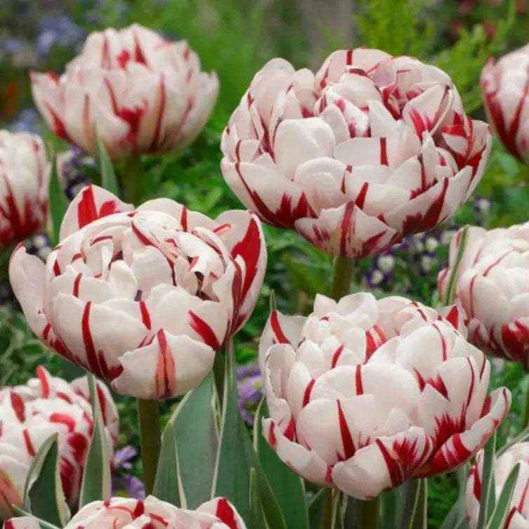 Lalele_Carnaval_de_Nice_1 - Fitza Florilor