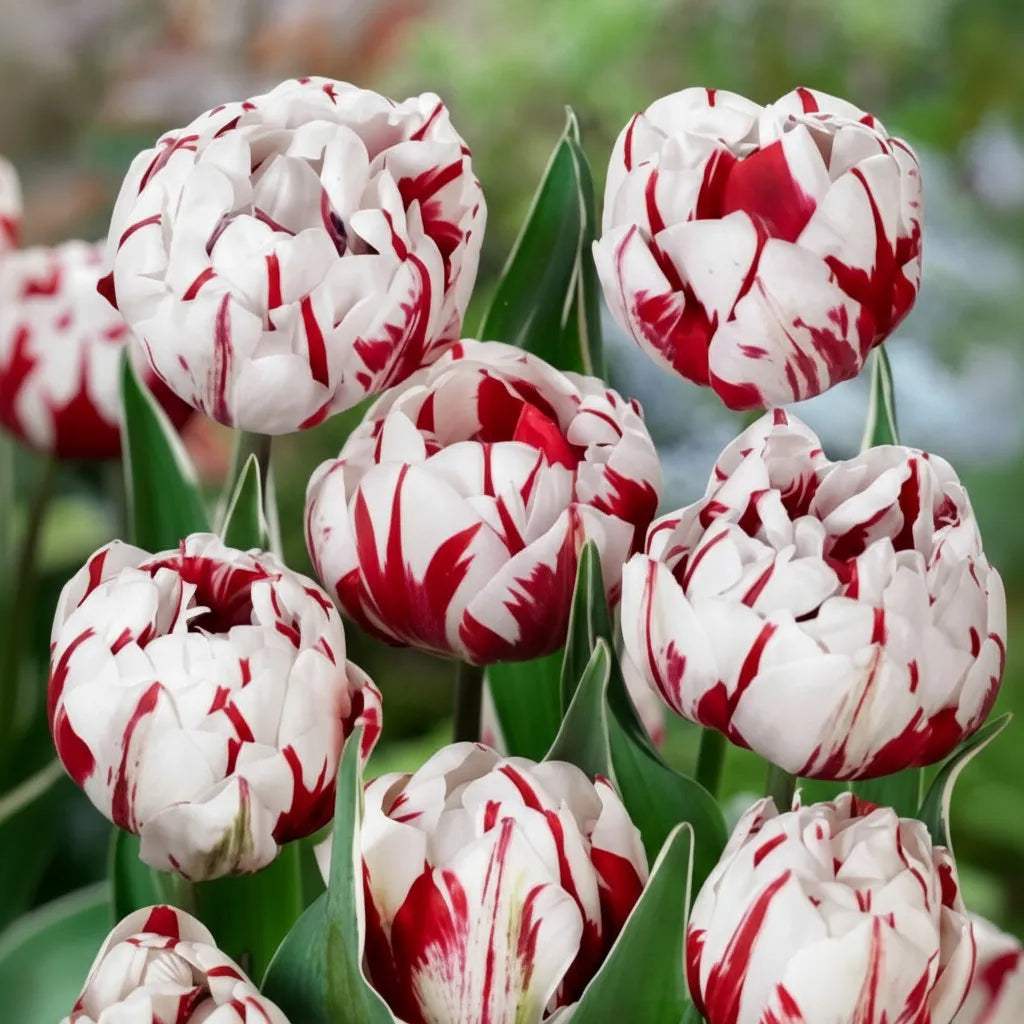 Lalele_Carnaval_de_Nice_2 - Fitza Florilor