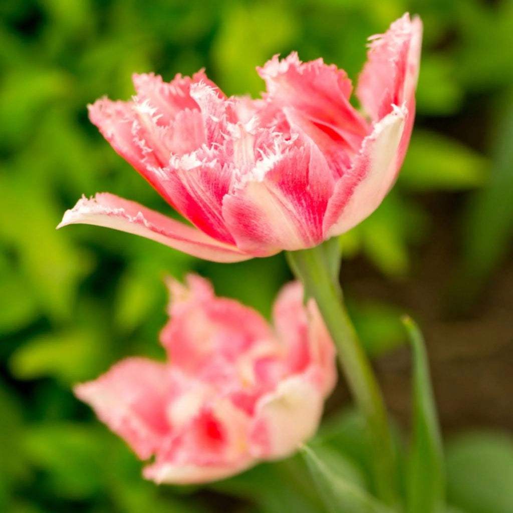 Lalele_Crispion_Sweet_1 - Fitza Florilor