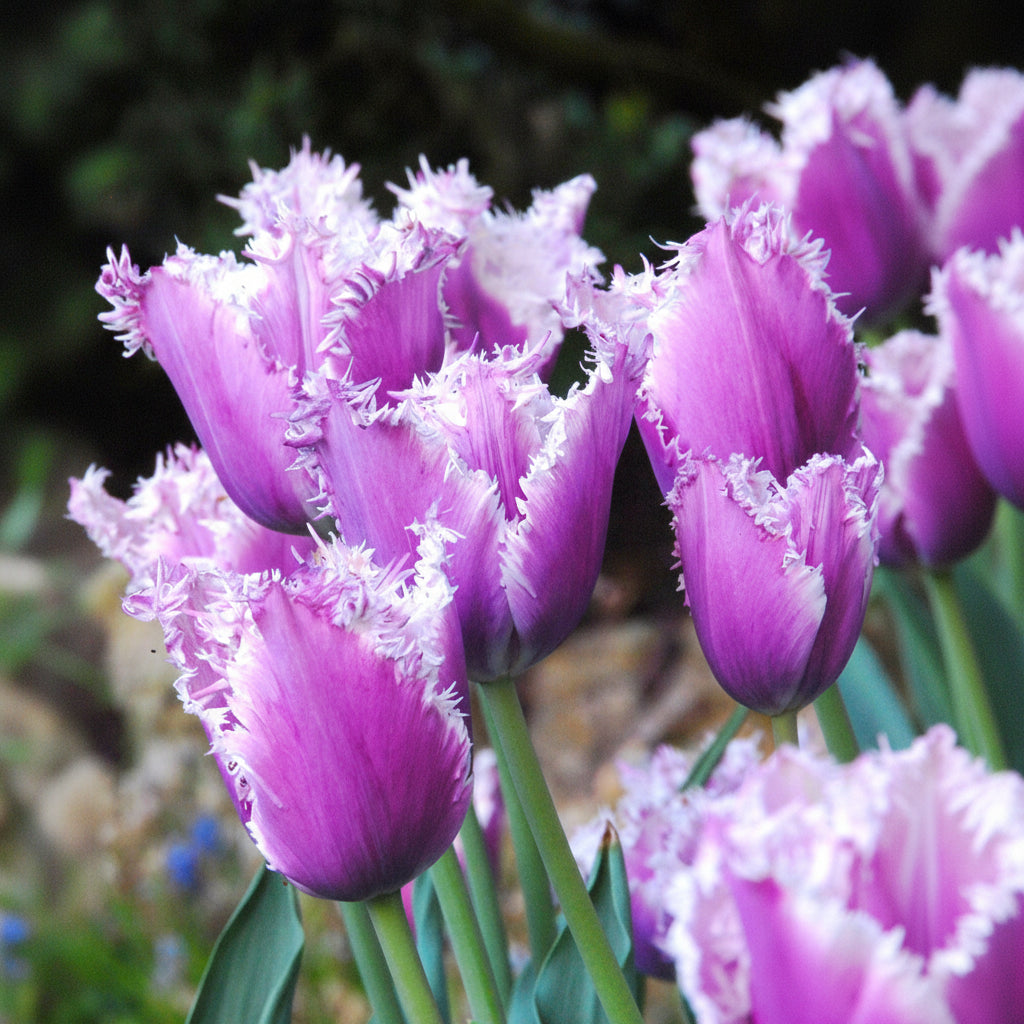 Lalele Cummins – bulbi premium pentru un decor sofisticat și textură aparte în grădină. Înflorire bogată și impact vizual deosebit.