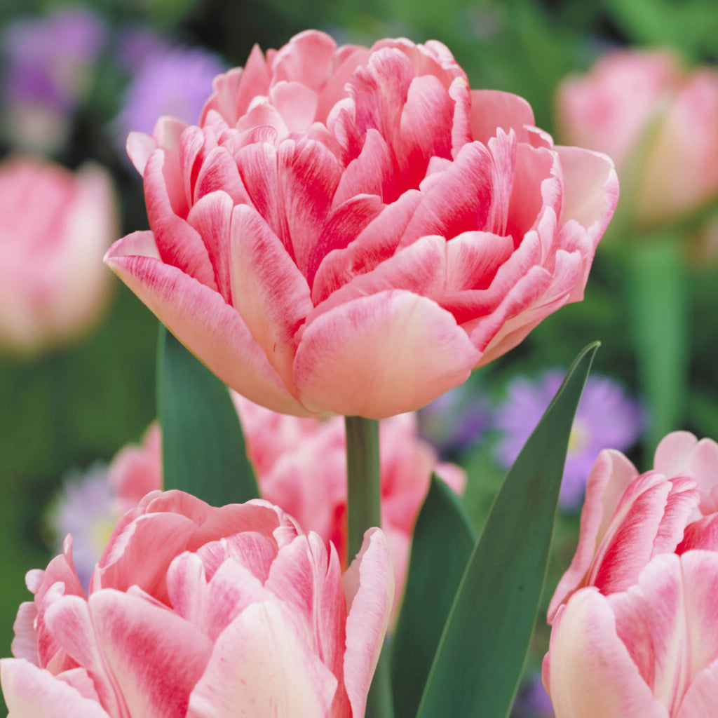 Lalele Duble Pachet – bulbi premium pentru o explozie de culoare și textură în grădină. Înflorire bogată și efect decorativ garantat.