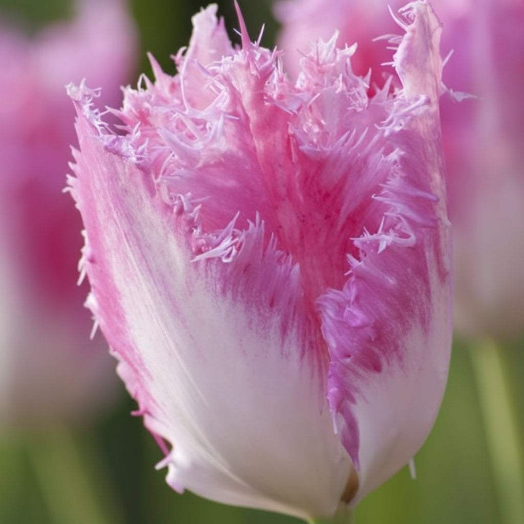 Lalele_Fancy_Frills_1 - Fitza Florilor