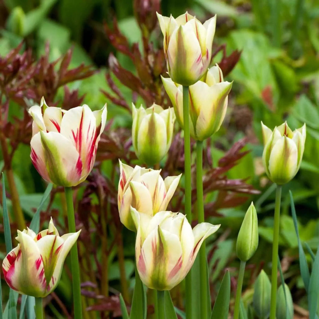 Lalele Flaming Spring Green – bulbi premium pentru un decor sofisticat în aprilie-mai. Soi rezistent, cu înflorire bogată și aspect elegant.
