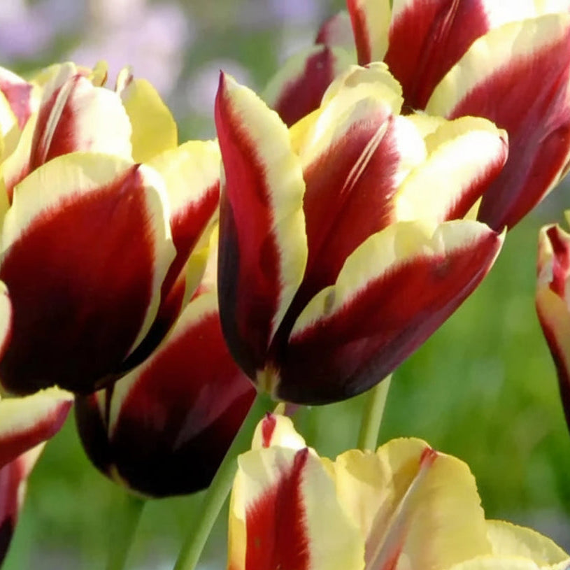 Lalele Gavota – bulbi premium pentru un contrast vibrant și înflorire bogată. Perfecte pentru borduri, ronduri și aranjamente florale elegante.