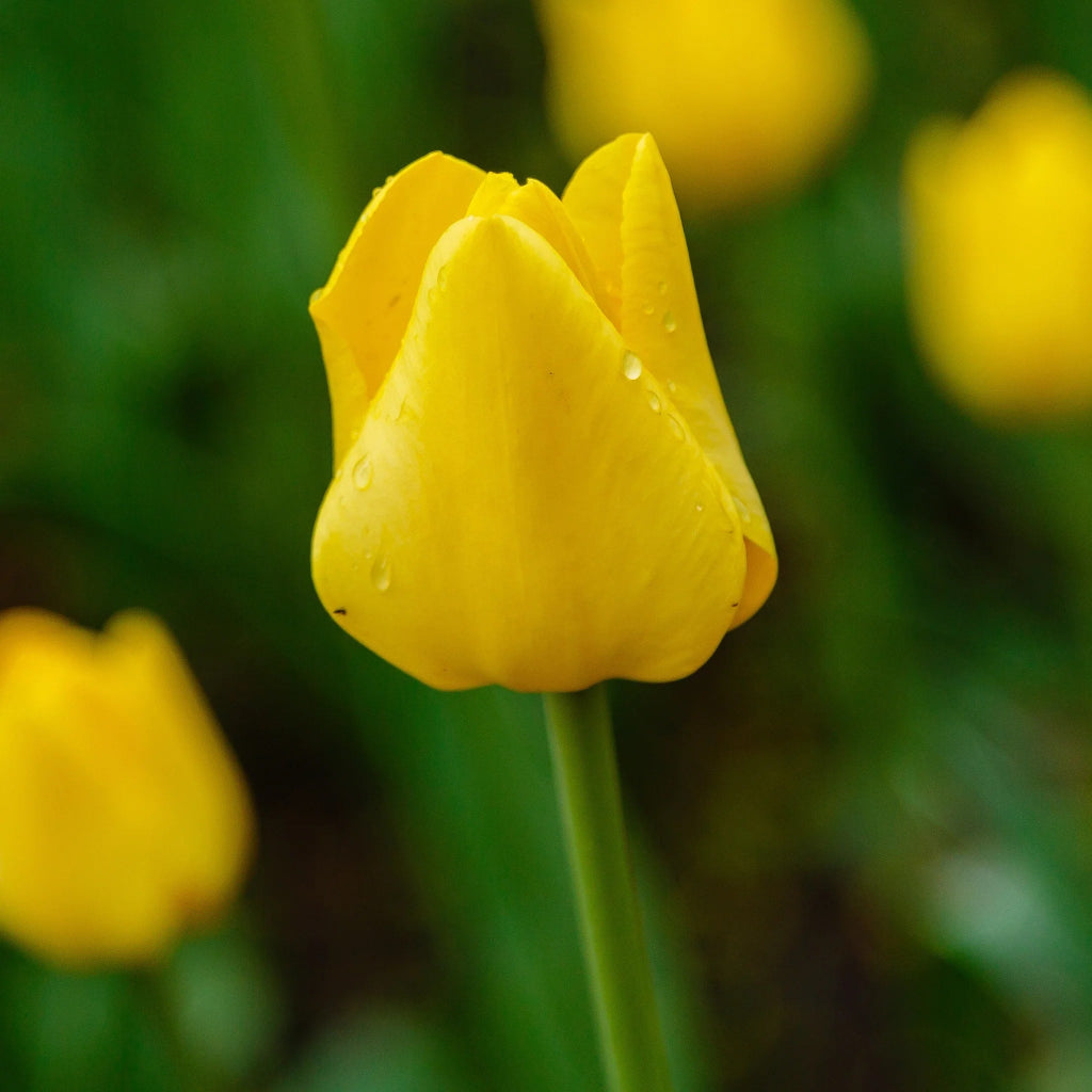 Bulbi Lalele Golden Parade (Darwin Hybrid) – lalele galbene mari, cu tulpini puternice și aspect elegant. Perfecți pentru grădini, parcuri și aranjamente florale.