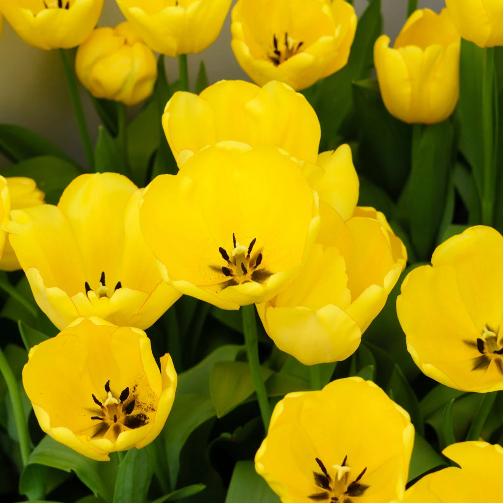 Bulbi de Lalele Golden Parade – alegerea ideală pentru un decor vibrant în grădină. Lalele galbene strălucitoare, ușor de plantat și întreținut.