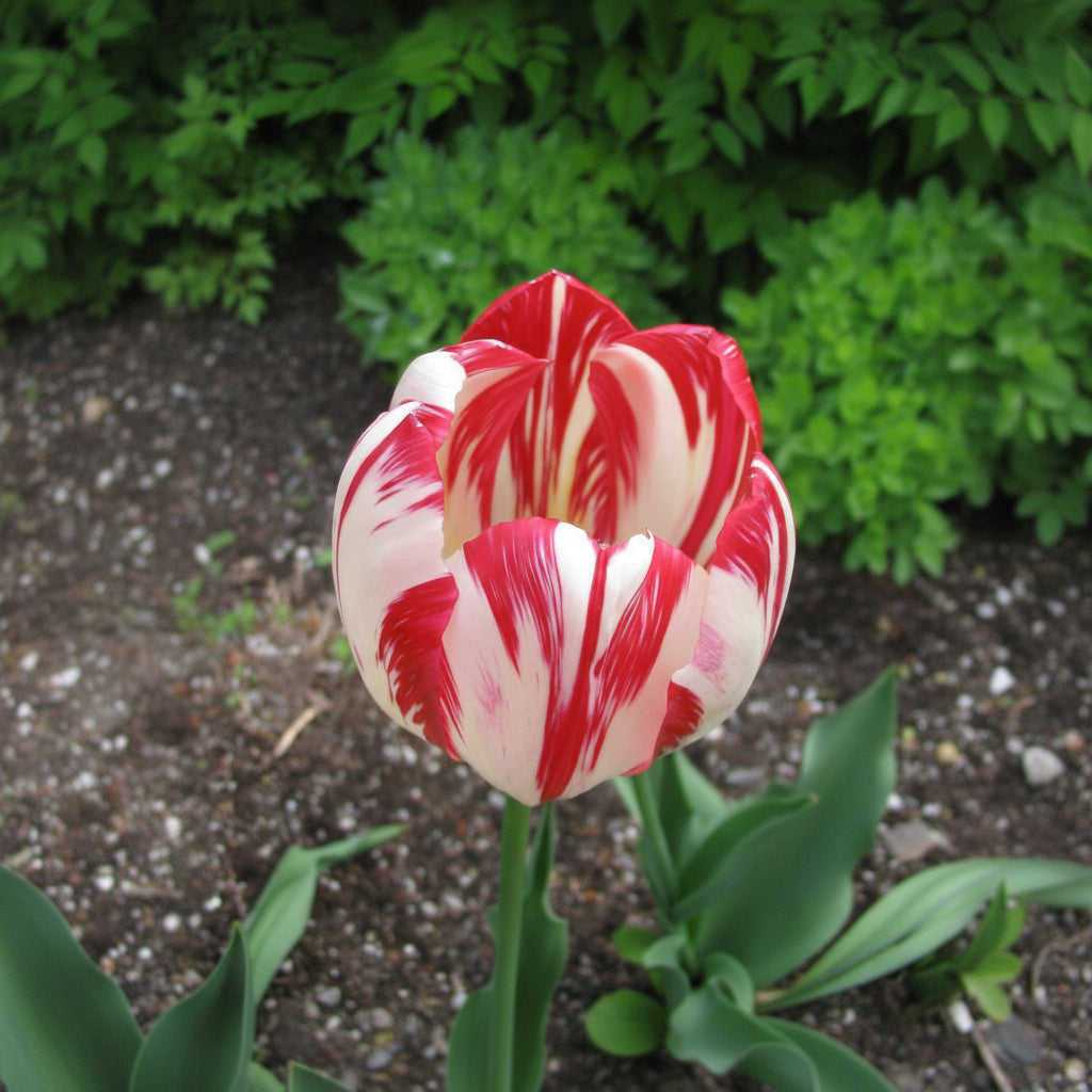 Lalele Grand Perfection – bulbi premium pentru un decor elegant și înflorire bogată. Perfecte pentru borduri și aranjamente florale speciale.