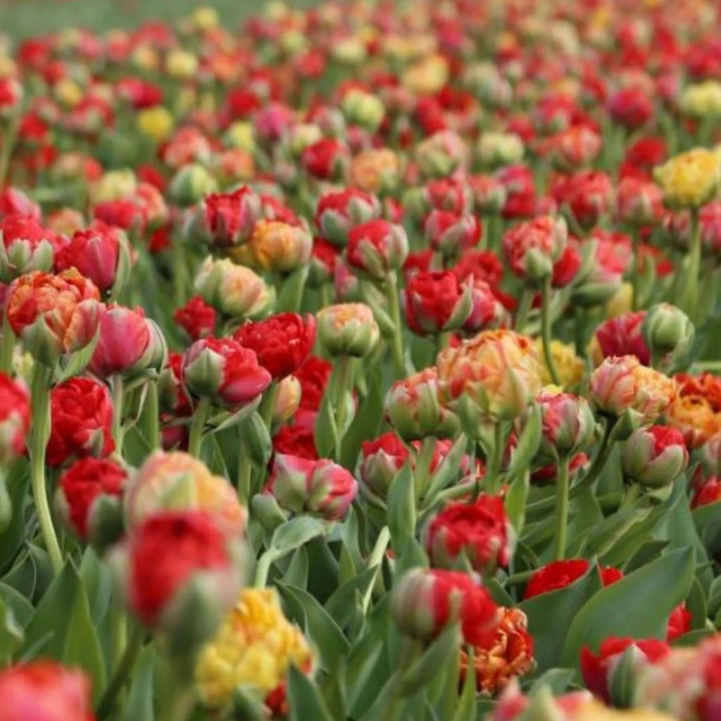 Alege bulbi de lalele Gudoshnik Double pentru un decor impresionant primăvara. Flori duble, aspect luxuriant și tulpini rezistente, ușor de plantat toamna.