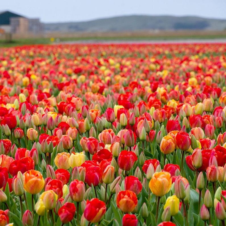 Bulbi lalele Gudoshnik Double – varietate premium cu petale duble și culori vibrante. Înflorire bogată primăvara, potriviți pentru grădină sau ghivece.