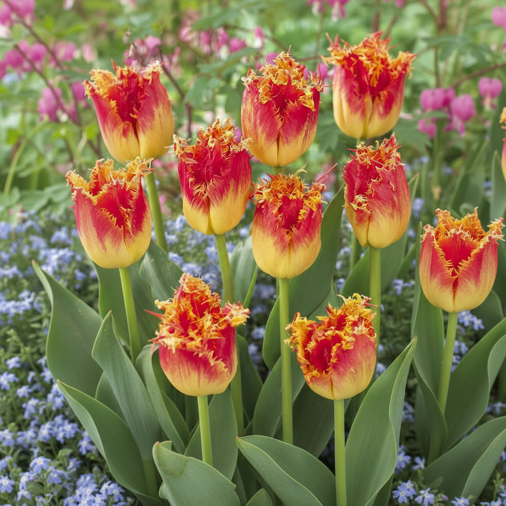 Lalele Ice Cream Pachet – bulbi premium pentru o grădină spectaculoasă și un design floral inedit. Înflorire bogată și impact vizual puternic.