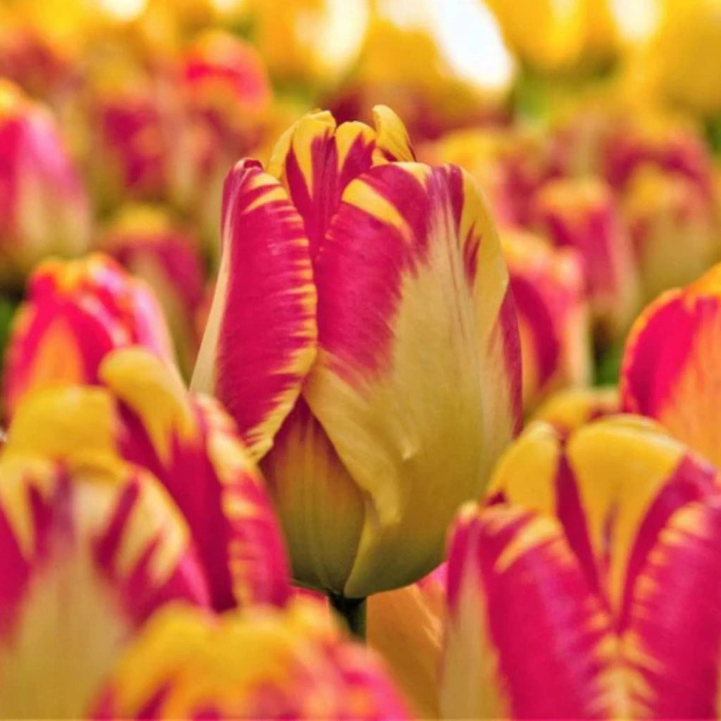 Lalele Mix – bulbi premium pentru un decor armonios și înflorire bogată. Soluția ideală pentru spații verzi pline de culoare.