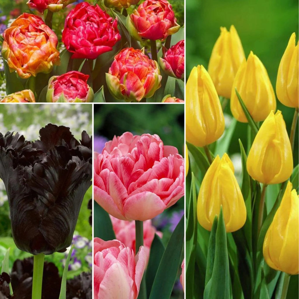 Lalele Mix Pachet Bulbi – combinație de culori vibrante pentru o grădină plină de viață. Plantare toamna, înflorire spectaculoasă primăvara.