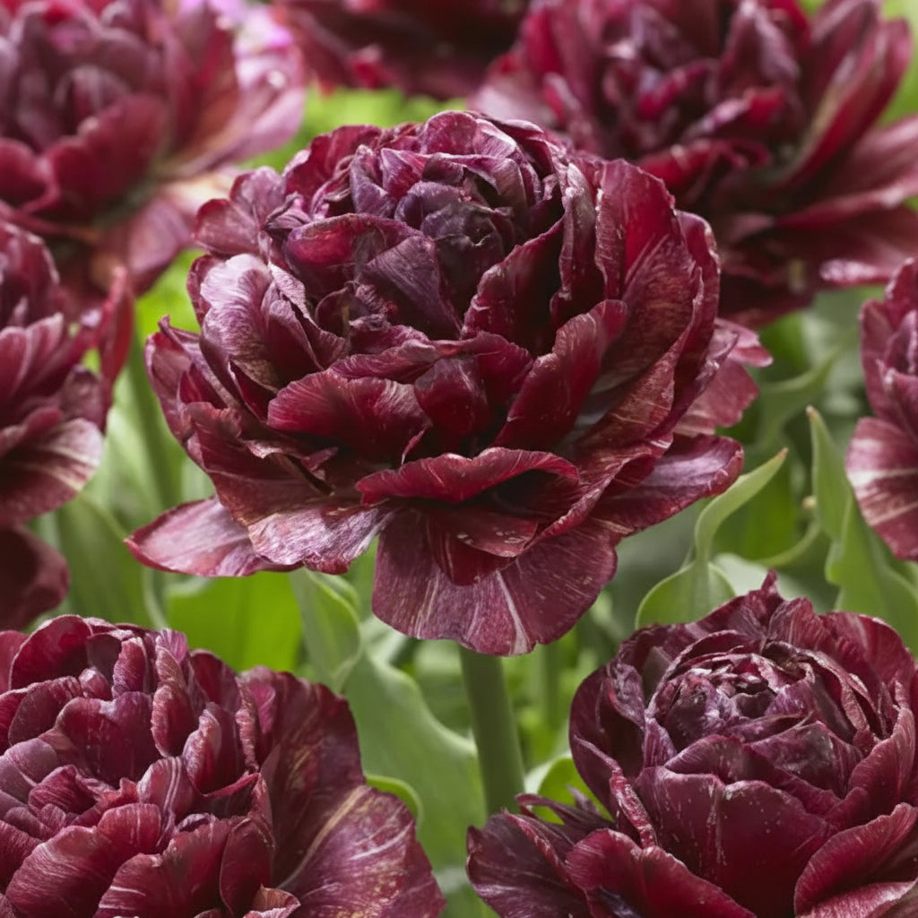 Bulbi Lalele Nachtwacht, lalele în nuanțe intense de roșu-burgundy. Plantare toamna pentru un decor impresionant în aprilie-mai.