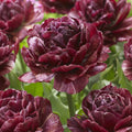 Bulbi Lalele Nachtwacht, lalele în nuanțe intense de roșu-burgundy. Plantare toamna pentru un decor impresionant în aprilie-mai.