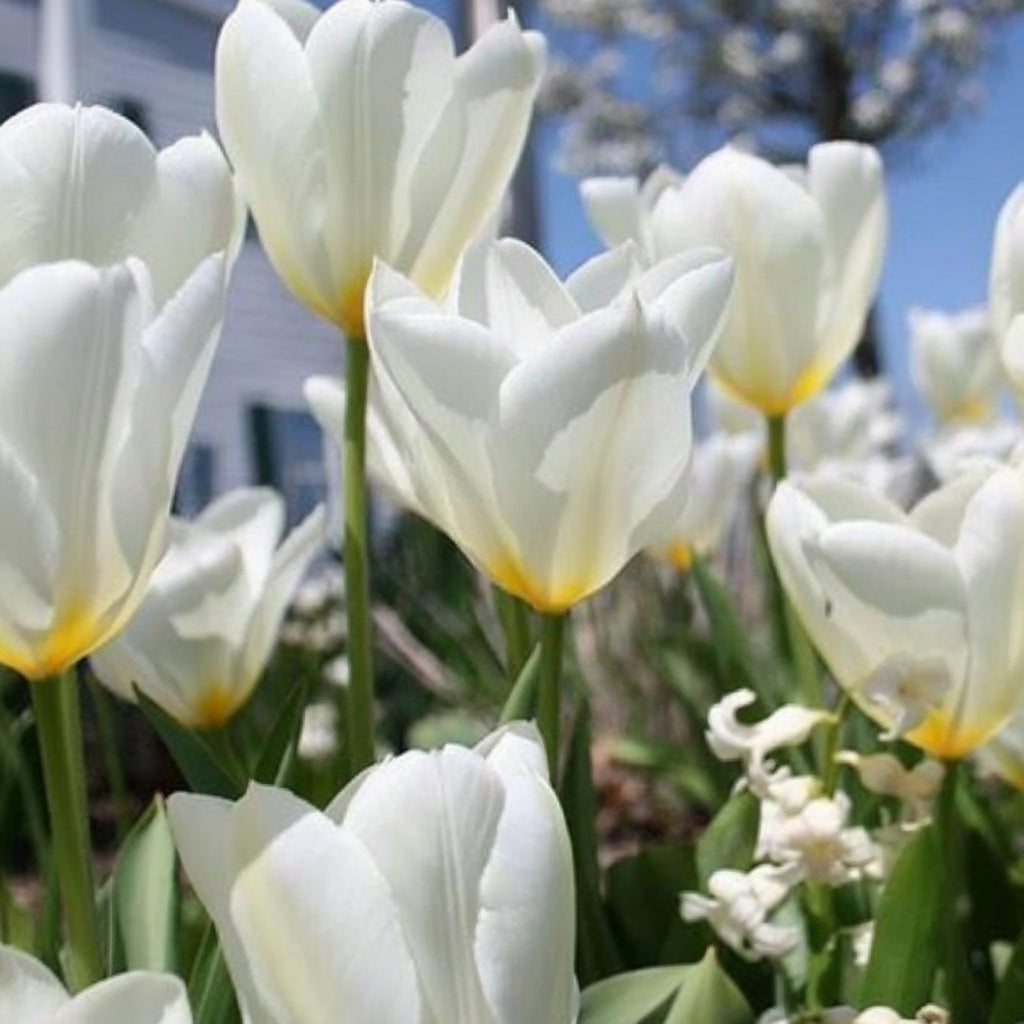 Bulbi de lalele Purissima, flori albe rafinate și parfum discret. Potrivite pentru grădini moderne sau clasice. Comandă online bulbi certificați.