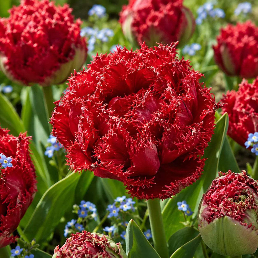 Lalele_Qatar_din_bulbi_premium - Fitza Florilor