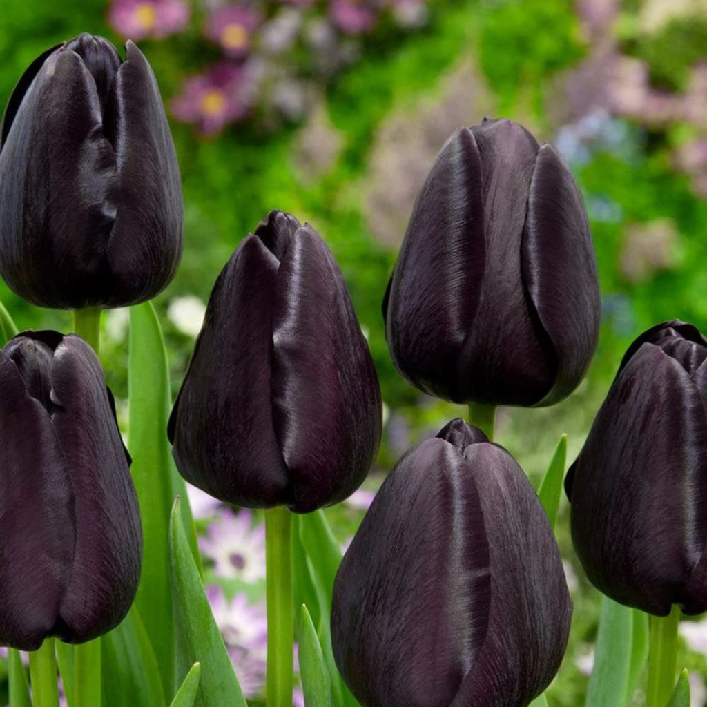 Bulbi de lalele Queen of Night – flori catifelate, culoare dramatică și rezistență excelentă. Plantare toamna pentru înflorire impresionantă în aprilie-mai.