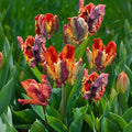 Lalele_Rasta_Parrot_1 - Fitza Florilor