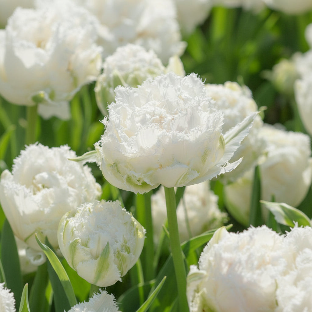 Bulbi Lalele Snow Crystal, soi premium cu flori albe, bogate și parfum discret. Plantare toamna pentru o înflorire spectaculoasă primăvara.