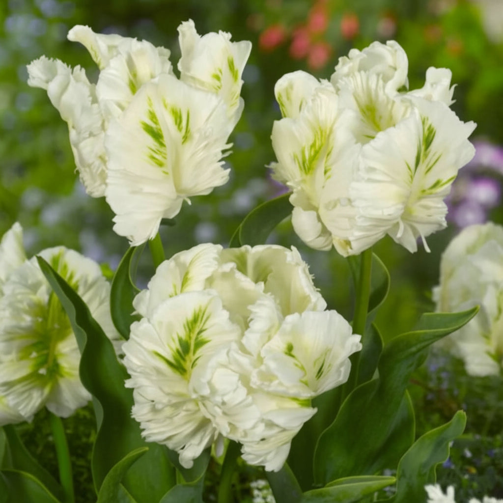 Bulbi de lalele Super Parrot – flori albe cu reflexii verzi, ideale pentru borduri și aranjamente florale moderne.