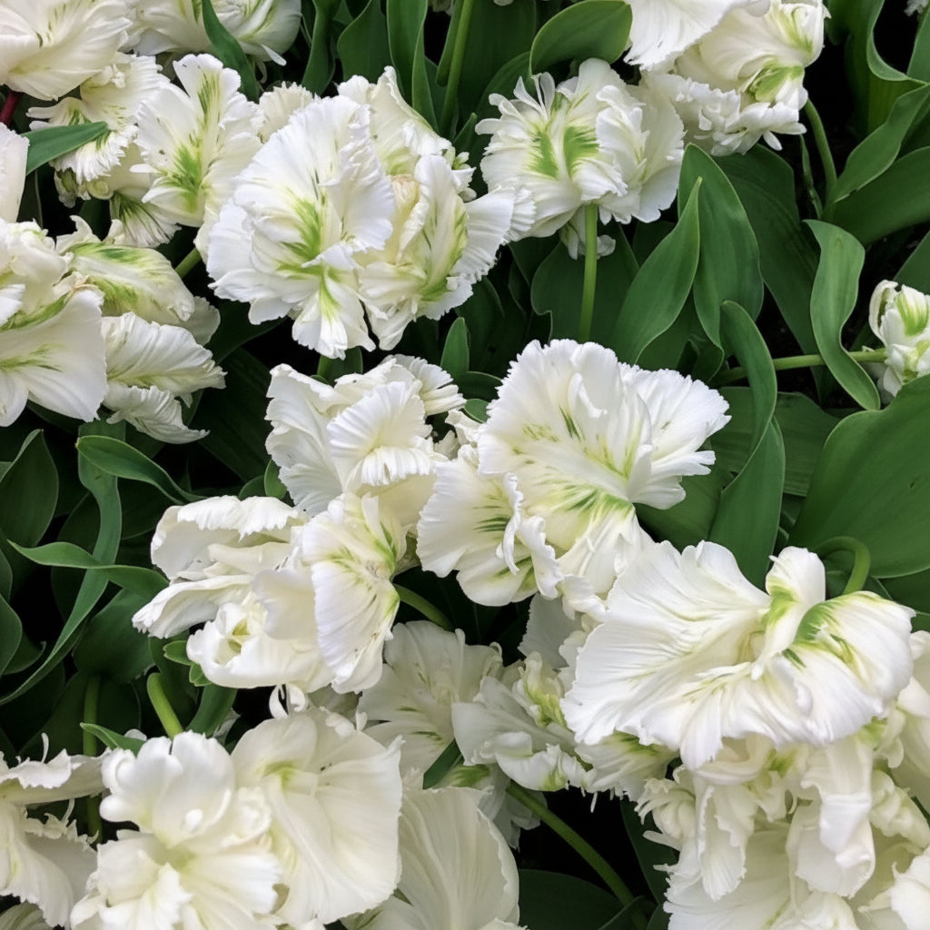 Lalele Super Parrot – bulbi premium pentru un decor sofisticat în aprilie-mai. Soi rezistent, cu petale crestate și volum impresionant.