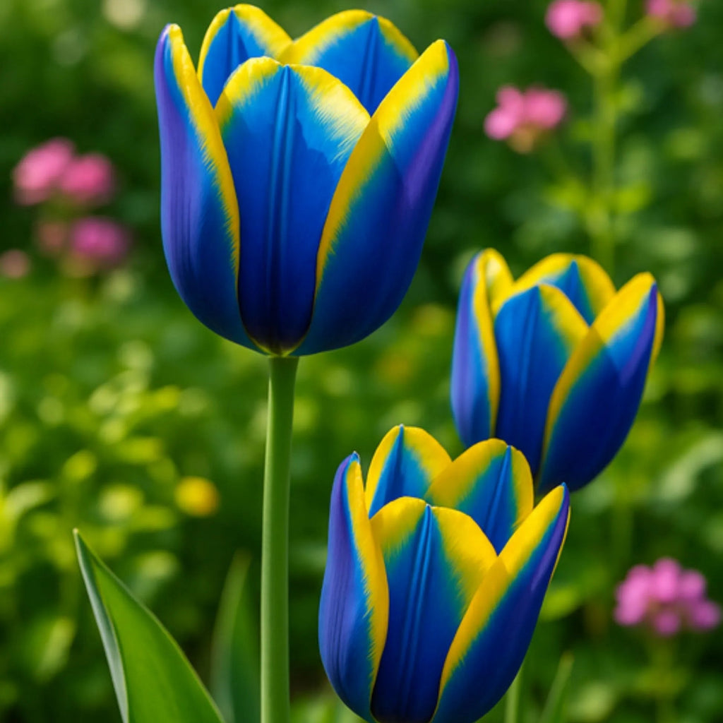 Descoperă Lalelele Grand Description, soi premium cu flori mari roz intens și înflorire spectaculoasă. Perfecte pentru ronduri și borduri decorative.