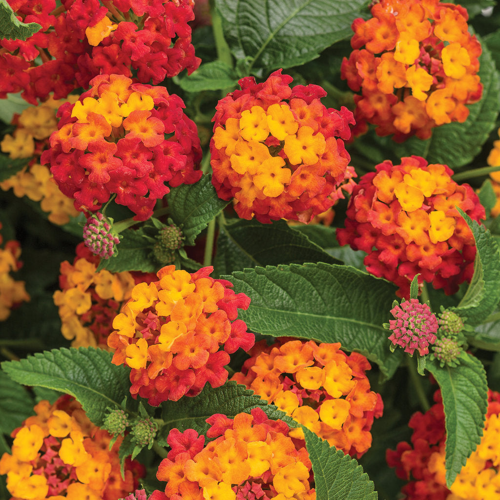 Plante Ornamentale - Lantana - Portocalie