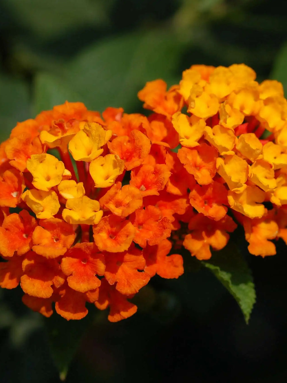Lantana Portocalie