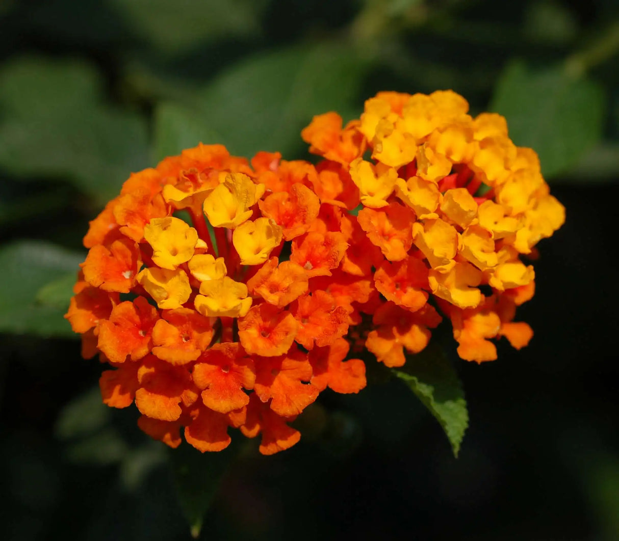 Plante Ornamentale - Lantana - Portocalie