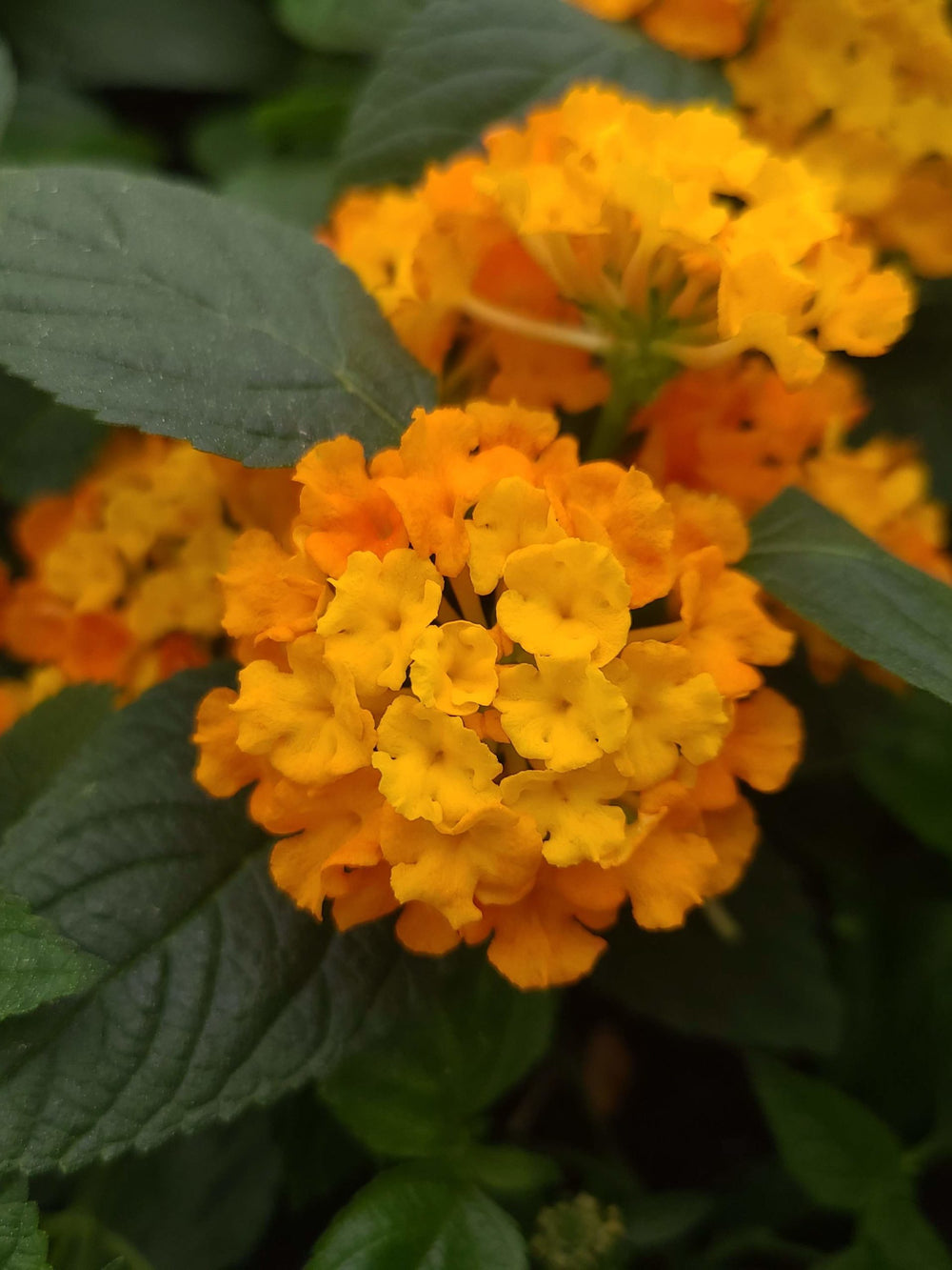 Lantana Portocalie