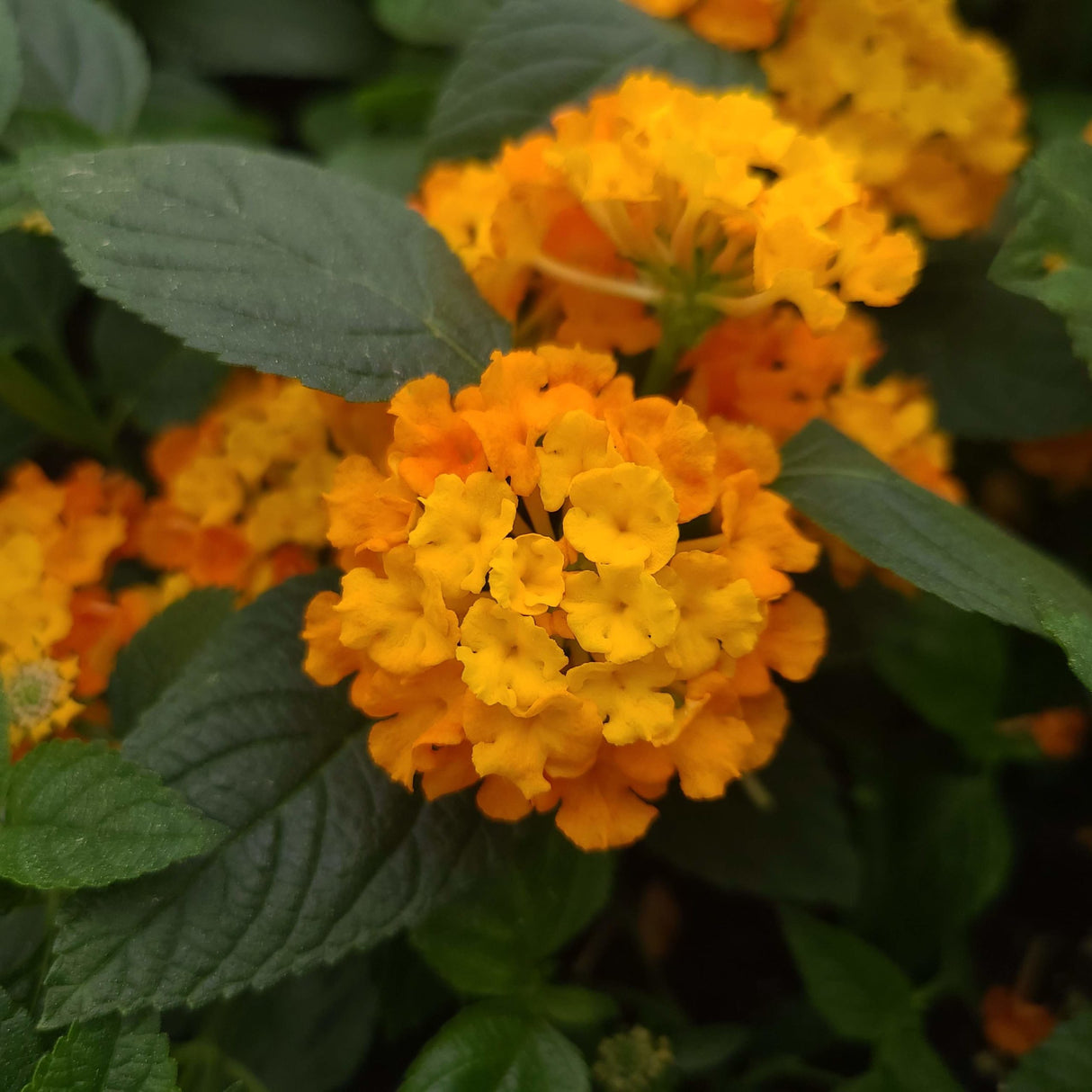Plante Ornamentale - Lantana - Portocalie