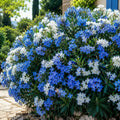 Leandru_Blue_Pearl - Fitza Florilor