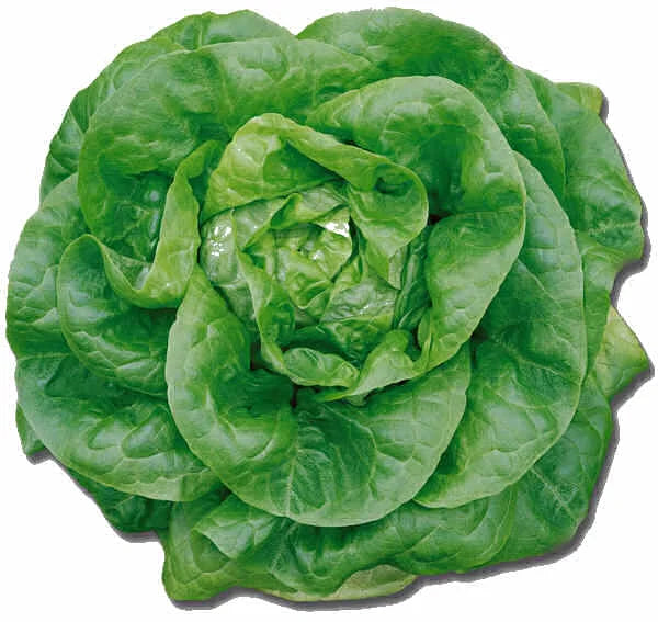 Semințe de Salată "S.Anna", 3 gr