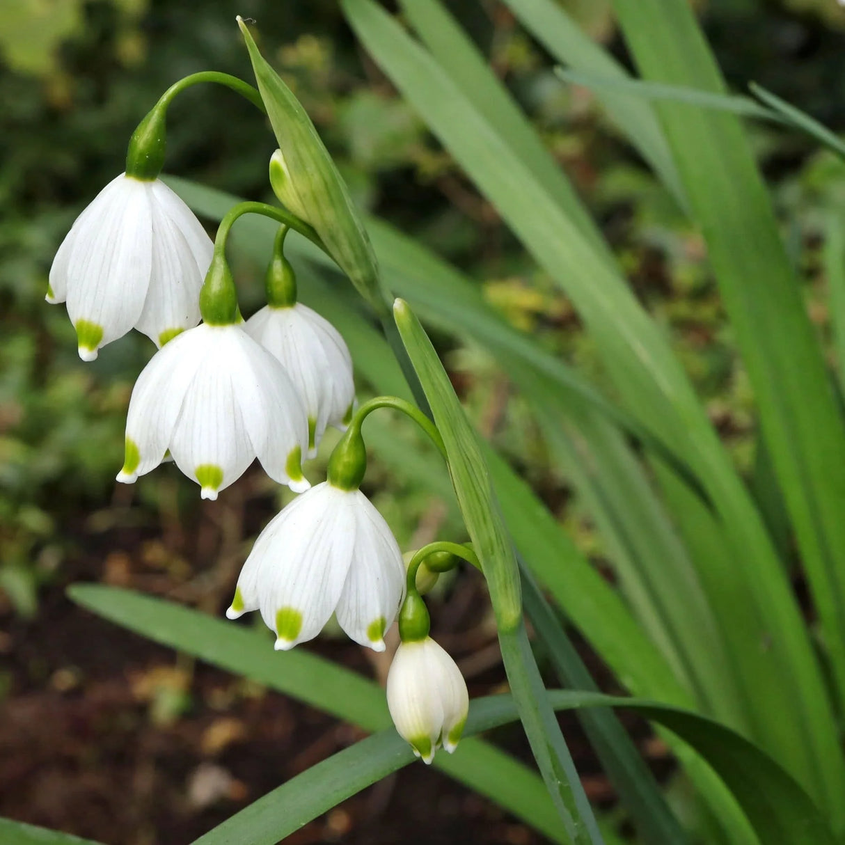 Bulbi de Ghiocei de Vara "Leucojum Aestivum", 5 Bucati