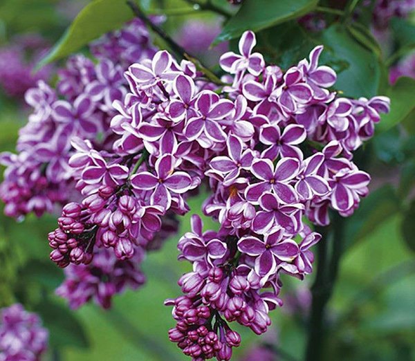 Liliac Syringa Vulgaris Roz Cu Alb Dublu, 1 Bucata