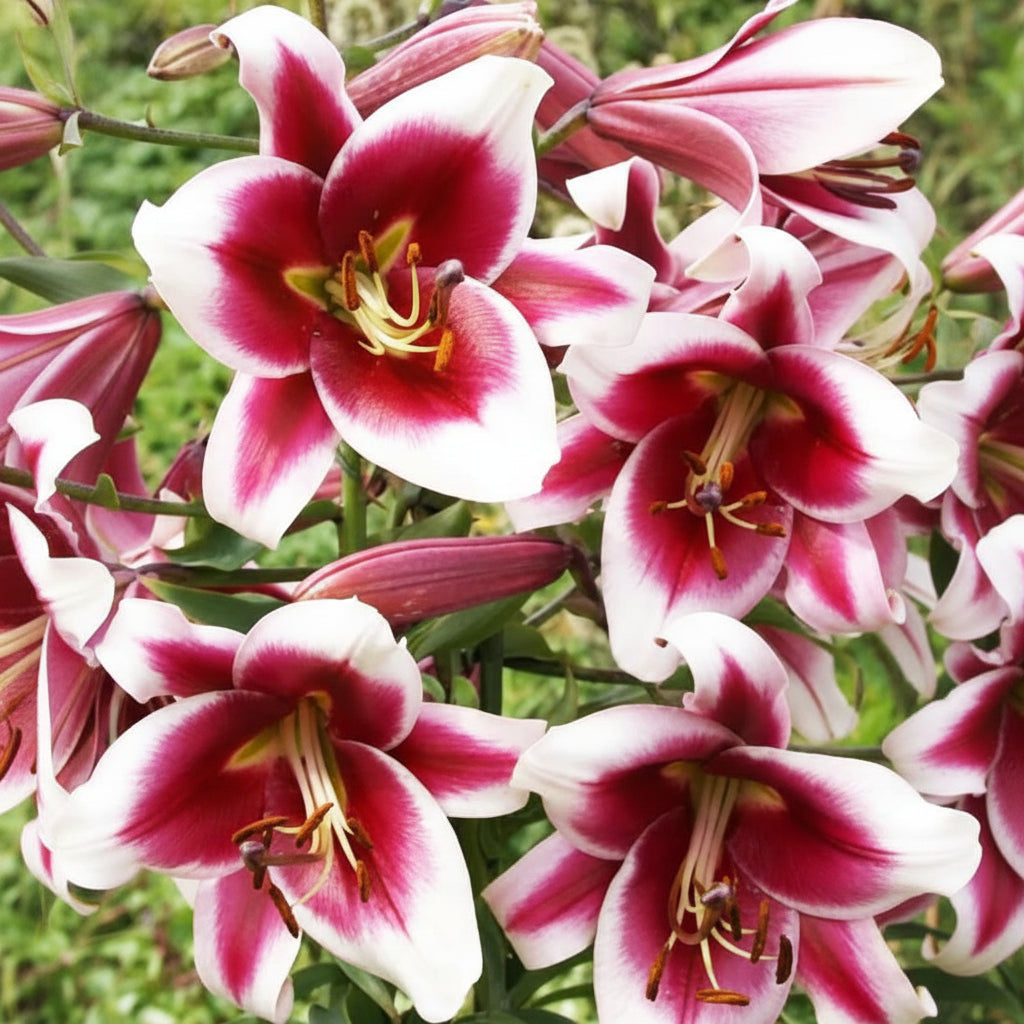 Bulbi de Crini Friso cu flori mari, albe cu margini roz intens. Ideali pentru grădină și ghiveci. Înflorire spectaculoasă vara.
