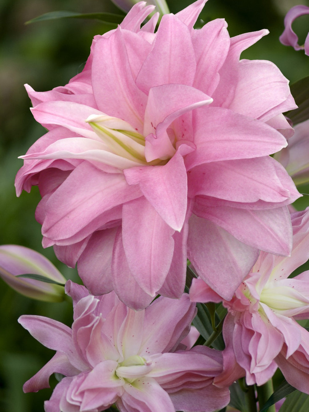 Pachet Promotional Bulbi de Crini Lotus Mixt - 10 buc