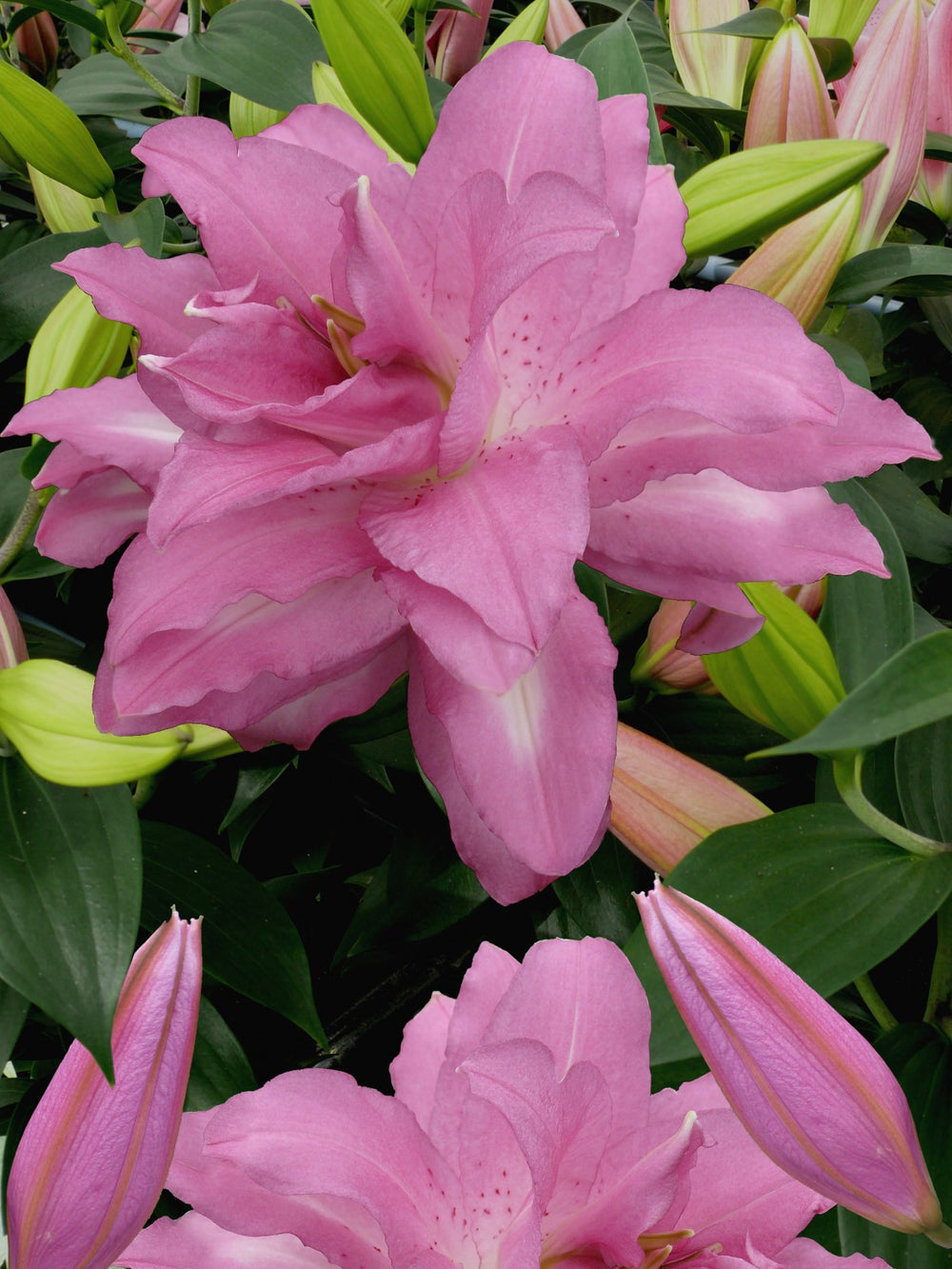 Pachet Promotional Bulbi de Crini Lotus Mixt - 10 buc