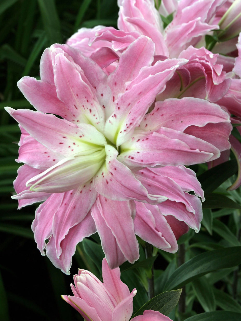 Pachet Promotional Bulbi de Crini Lotus Mixt - 10 buc