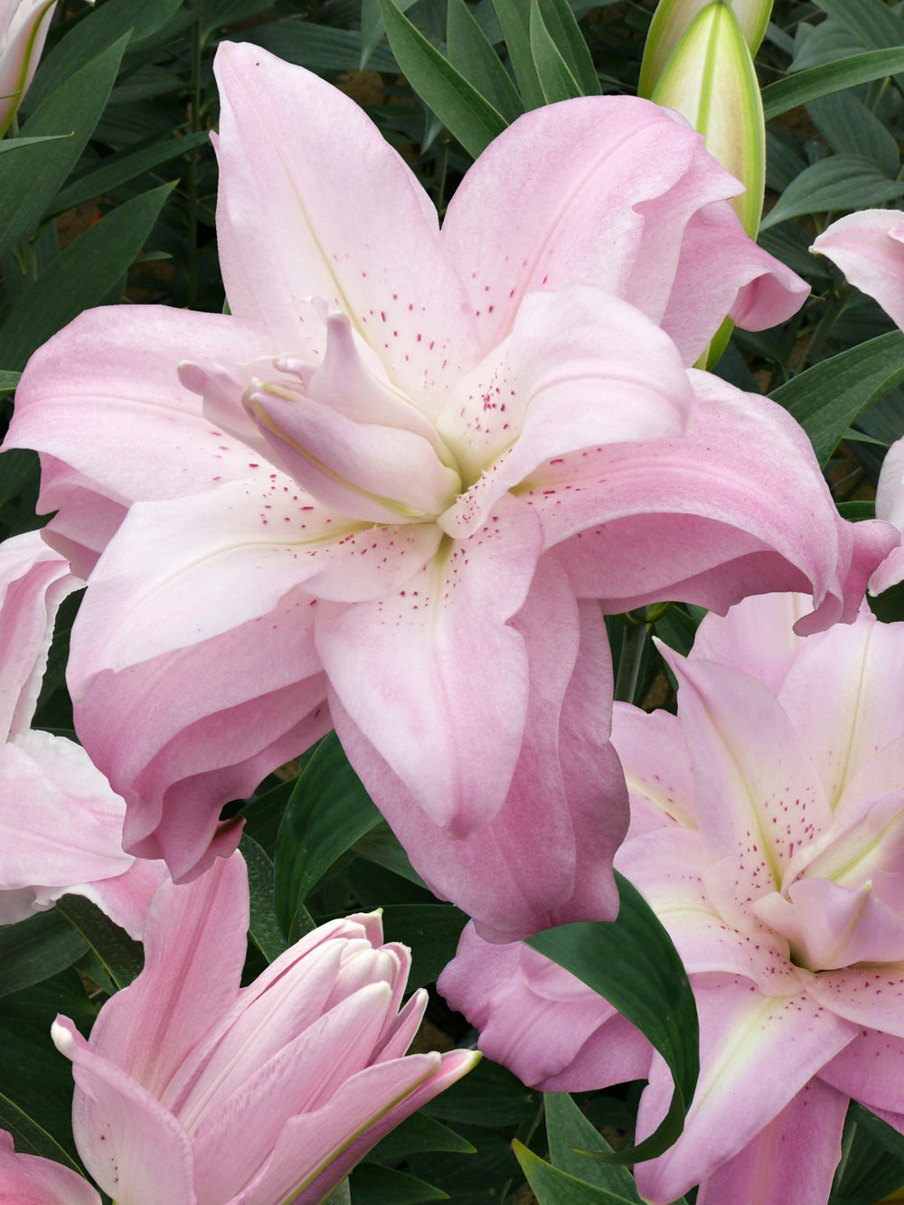 Pachet Promotional Bulbi de Crini Lotus Mixt - 10 buc