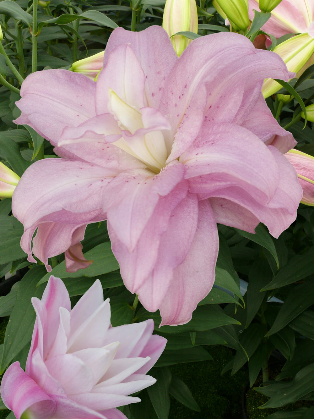 Pachet Promotional Bulbi de Crini Lotus Mixt - 10 buc