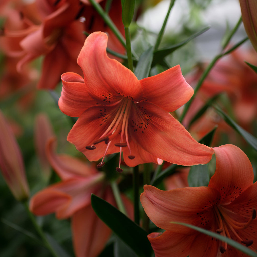 Bulbi de Crini Pearl Lorraine (Lilium asiatic) – înflorire bogată vara, potriviți pentru borduri, ronduri și aranjamente florale.