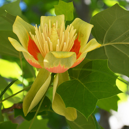 Arborele de Lalea, ''Liriodendron tulipifera''  1 Bucata