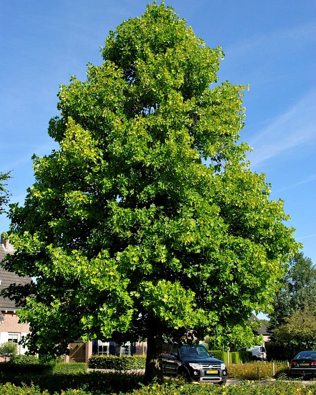 Arborele de Lalea, ''Liriodendron tulipifera''  1 Bucata