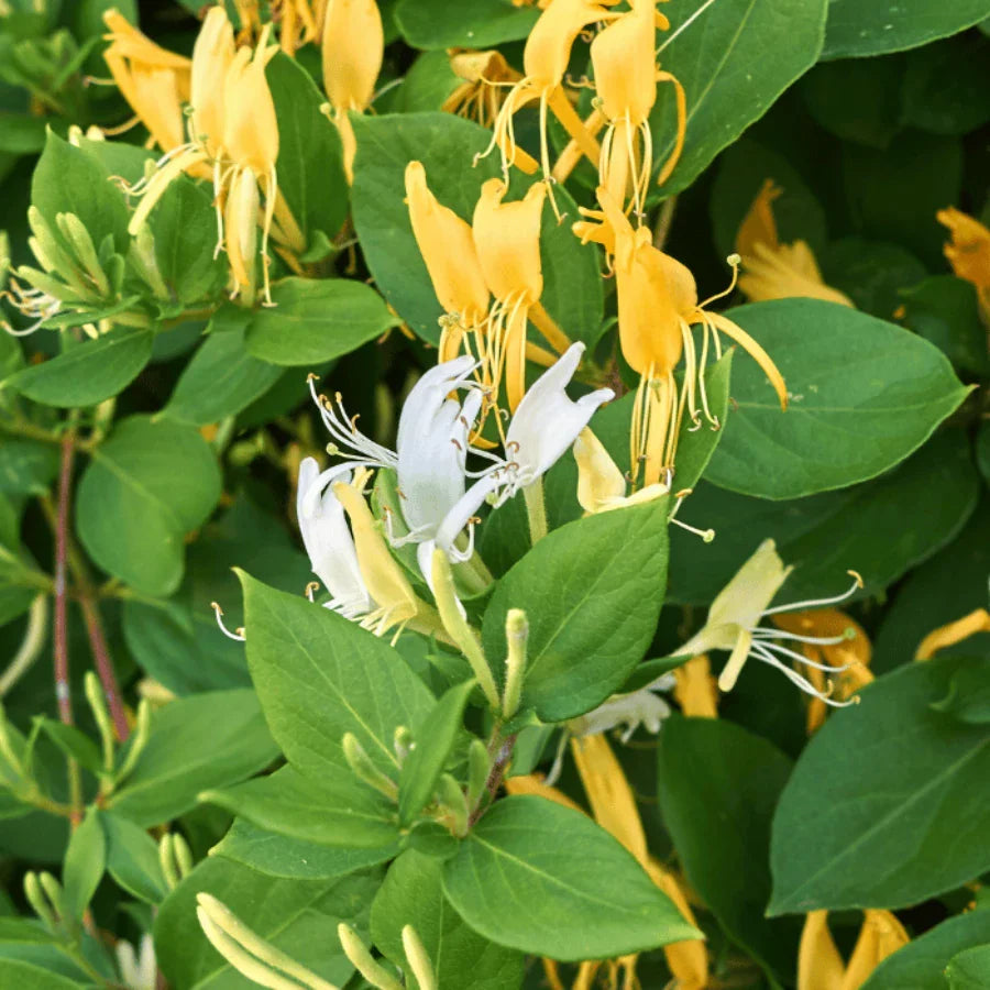 Lonicera Japonica. "Halliana" (Mana Maicii Domnului)