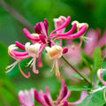 Lonicera Jap. "Red World"  (Mana Maicii Domnului)
