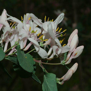 Lonicera c. "Blue Velvet" (Mana Maicii Domnului), la ghiveci P9