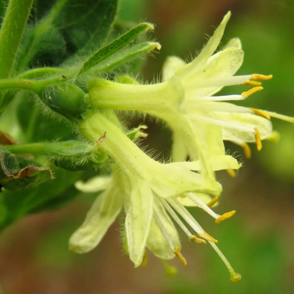 Lonicera c. "Blue Velvet" (Mana Maicii Domnului)