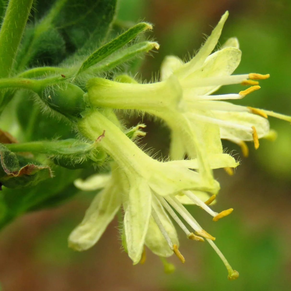 Lonicera c. "Blue Velvet" (Mana Maicii Domnului), la ghiveci P9